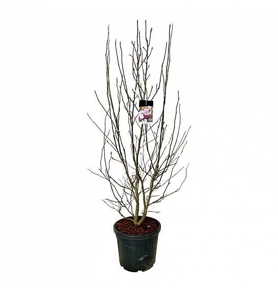 Magnolia soulangeana C55 Lit. 200-225 cm extra