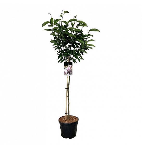 Magnolia soulangeana C15 Lit. Na steblu 90 cm