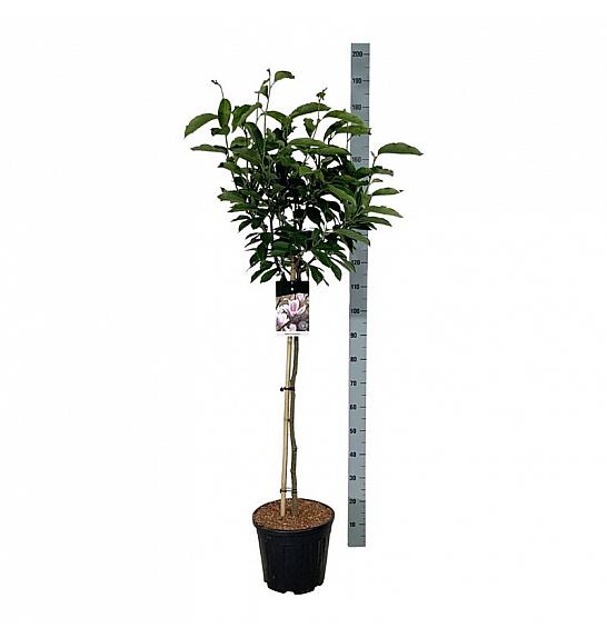 Magnolia soulangeana C15 Lit. Na steblu 90 cm