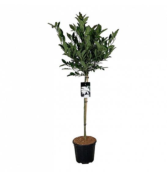 Magnolia stellata C15 Lit. Na steblu 90 cm