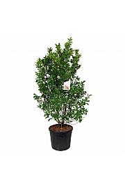 Magnolia Susan C90 Lit. 175-200 cm extra