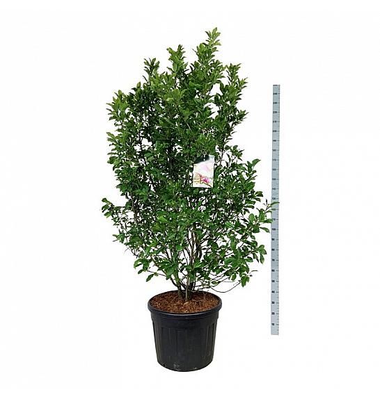 Magnolia Susan C90 Lit. 175-200 cm extra