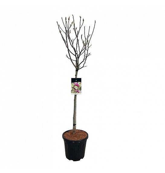 Magnolia Susan C15 Lit. Na steblu 80 cm