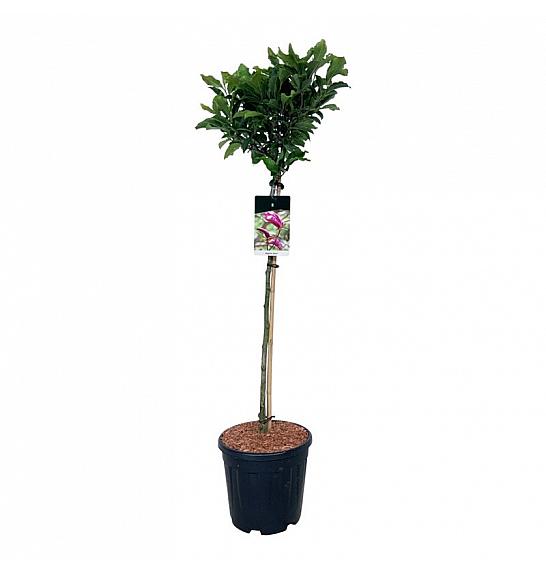 Magnolia Susan C15 Lit. Na steblu 90 cm