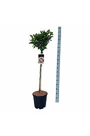 Magnolia Susan C15 Lit. Na steblu 90 cm