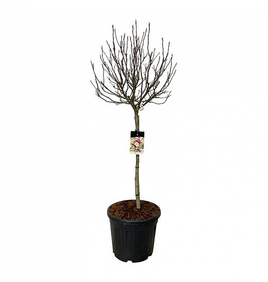 Magnolia Susan C55 Lit. Na steblu 90 cm extra