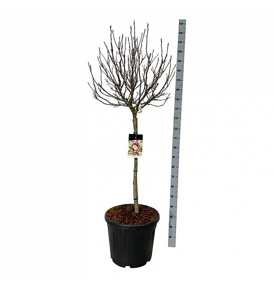 Magnolia Susan C55 Lit. Na steblu 90 cm extra