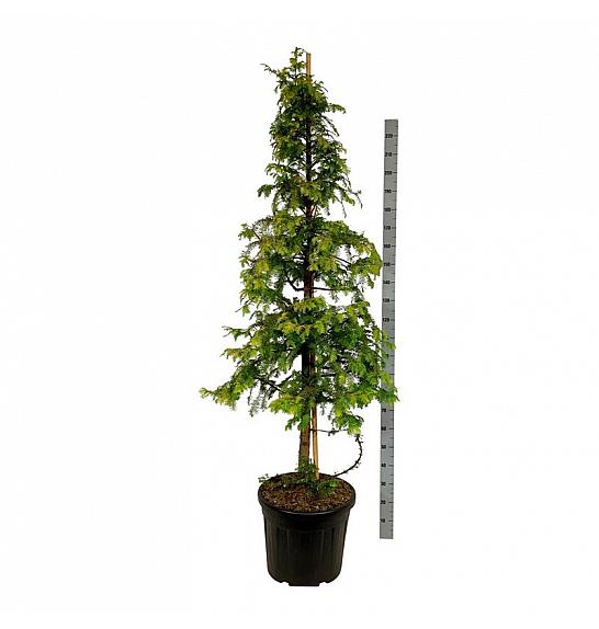 Metasequoia glyptostroboides Amber Glow PBR C55 Lit. 200-225 cm extra