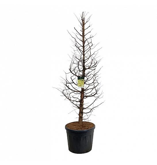 Metasequoia glyptostroboides Amber Glow PBR C90 Lit. 200-225 cm extra
