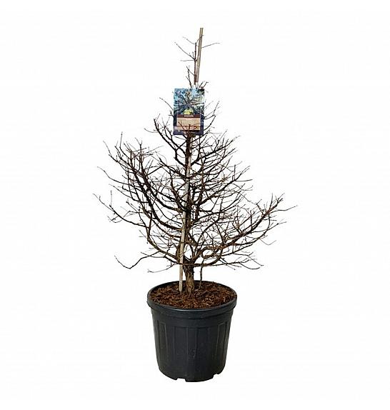 Metasequoia glyptostroboides Daweswood Tawny Fleece C55 Lit. 100-125 cm extra
