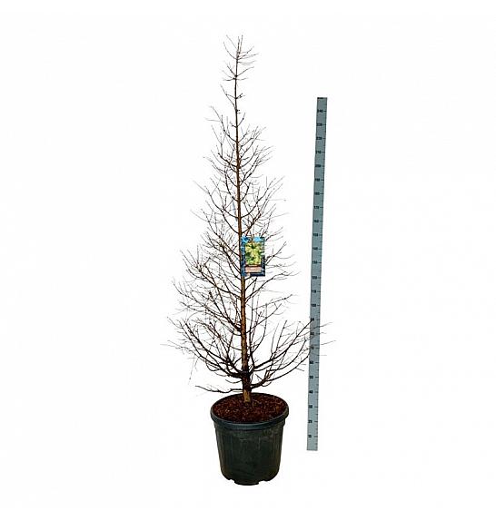 Metasequoia glyptostroboides Daweswood Tawny Fleece C55 Lit. 175-200 cm extra
