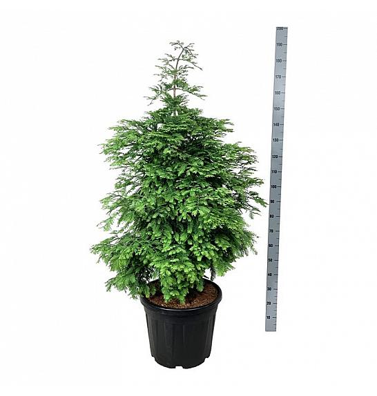 Metasequoia glyptostroboides Hamlets Broom C55 Lit. 100-125 cm extra