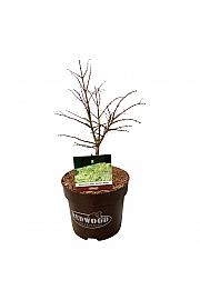 Metasequoia glyptostroboides Hamlets Broom C7,5 Lit. 30-40 cm