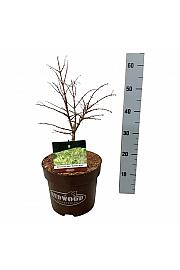 Metasequoia glyptostroboides Hamlets Broom C7,5 Lit. 30-40 cm