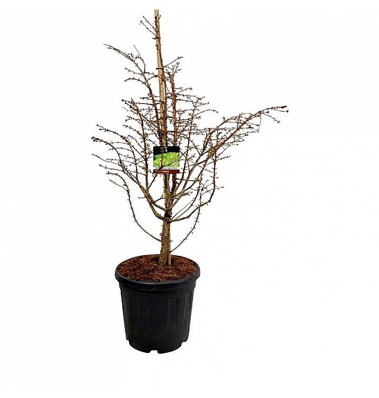 Metasequoia glyptostroboides Hamlets Broom C30 Lit. 80-100 cm extra