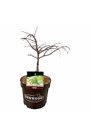 Metasequoia glyptostroboides Schirrmann's Nordlicht C7,5 Lit. 40-50 cm