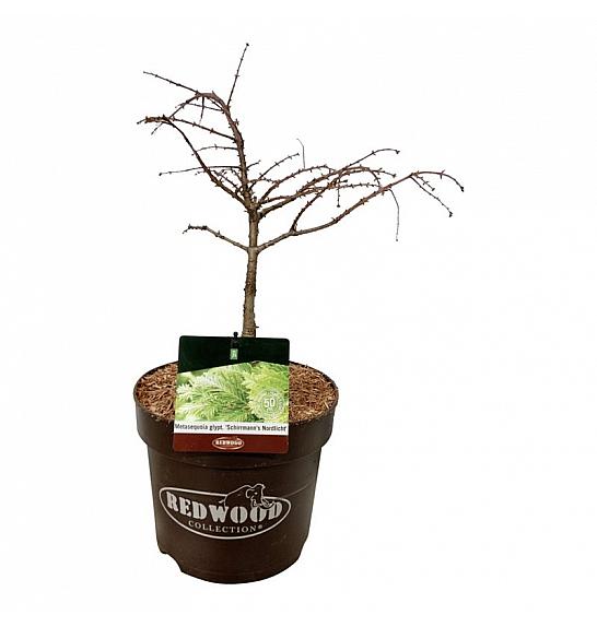 Metasequoia glyptostroboides Schirrmann's Nordlicht C7,5 Lit. 40-50 cm