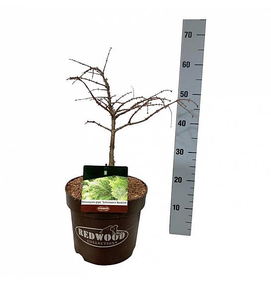 Metasequoia glyptostroboides Schirrmann's Nordlicht C7,5 Lit. 40-50 cm