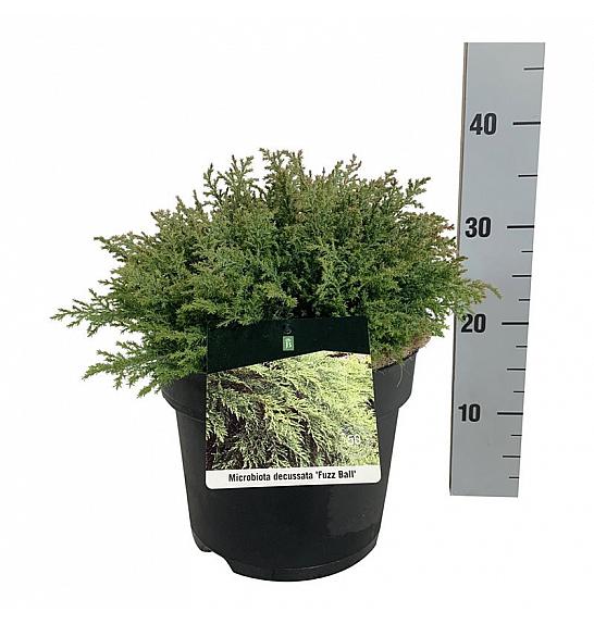 Microbiota decussata Fuzzball C7 Lit. 30-40 cm