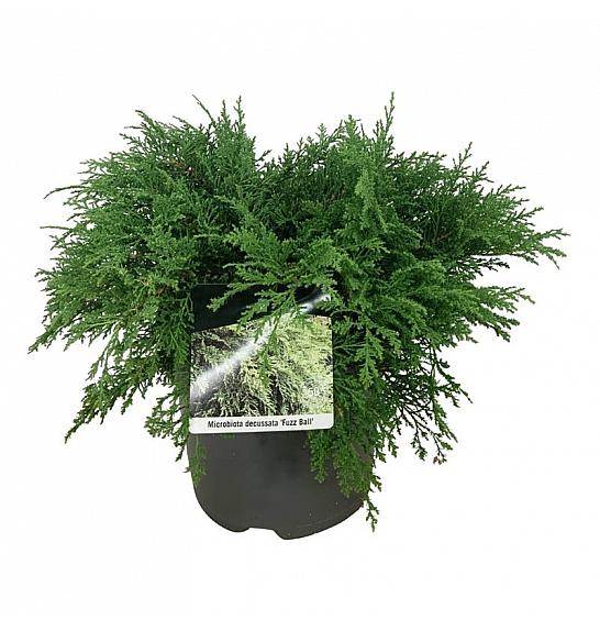 Microbiota decussata Fuzzball C7,5 Lit. 50-60 cm