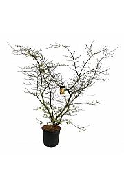 Parrotia persica C55 Lit. 150-175 cm extra