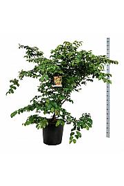 Parrotia persica C55 Lit. 150-175 cm extra