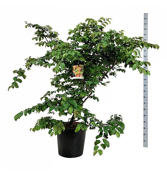 Parrotia persica C55 Lit. 150-175 cm extra