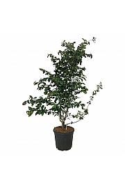 Parrotia persica Bella C30 Lit. 125-150 cm extra