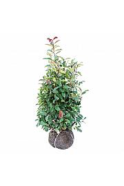 Photinia fraseri Red Robin bala 100-125 cm extra