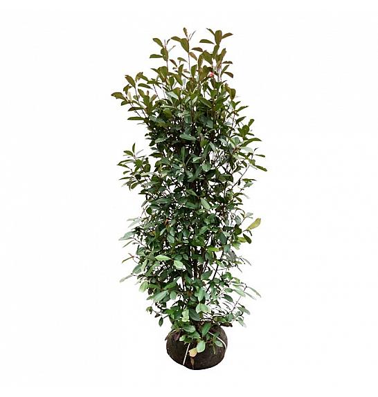 Photinia fraseri Red Robin bala 150-175 cm extra