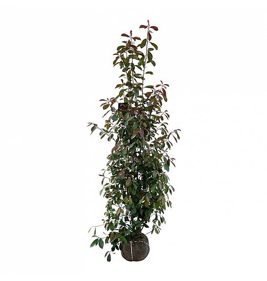 Photinia fraseri Red Robin bala 175-200 cm extra