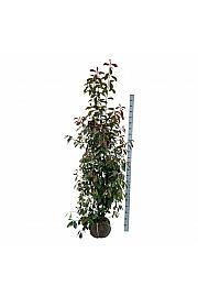 Photinia fraseri Red Robin bala 175-200 cm extra