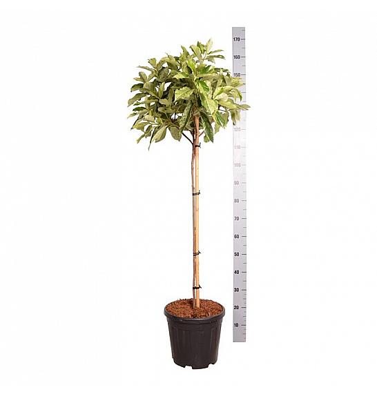 Photinia serratifolia Pink Crispy ® C15 Lit. Na steblu 80 cm