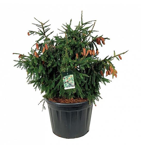 Picea abies Acrocona C180 Lit. 100-125 cm; Soliter