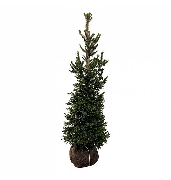 Picea abies Wills Zwerg bala 125-150 cm extra
