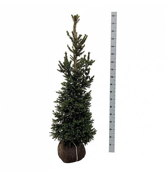 Picea abies Wills Zwerg bala 125-150 cm extra