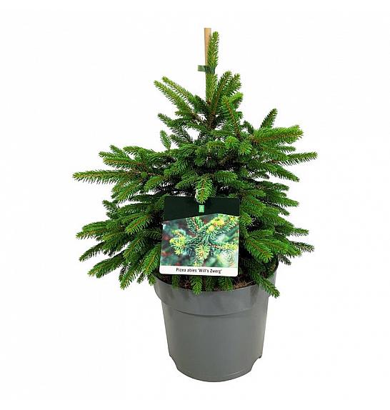 Picea abies Wills Zwerg C7,5 Lit. 40-50 cm