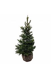 Picea abies Wills Zwerg bala 80-100 cm extra