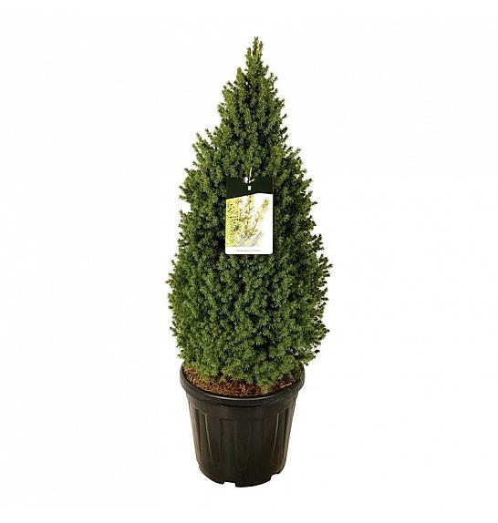 Picea glauca Perfecta C30 Lit. 80-100 cm extra