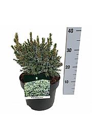 Picea omorika Nana C4 Lit. 20-25 cm