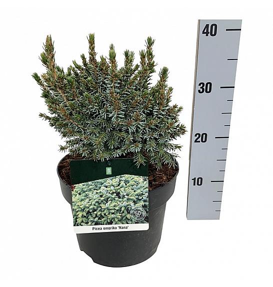 Picea omorika Nana C4 Lit. 20-25 cm