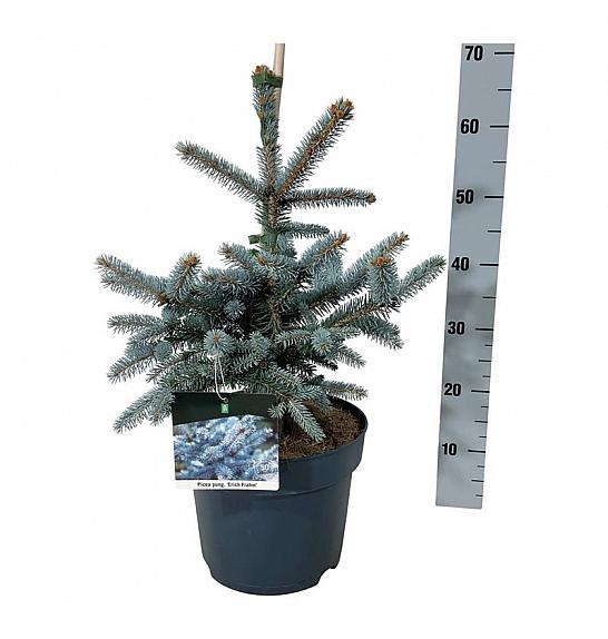 Picea pungens Erich Frahm C7,5 Lit. 40-50 cm