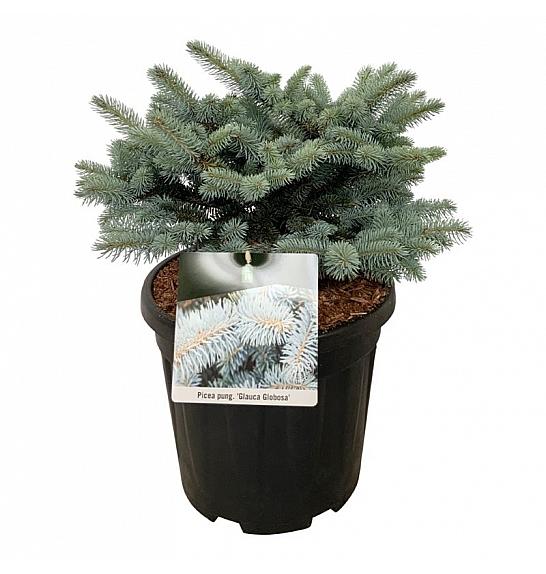 Picea pungens Glauca Globosa C15 Lit. 30-40 cm