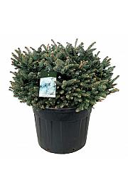Picea pungens Glauca Globosa C130 Lit. 80-100 cm