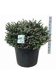 Picea pungens Glauca Globosa C130 Lit. 80-100 cm