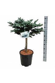 Picea pungens Glauca Globosa C15 Lit. Na steblu 40 cm; Krošnja 40/50 cm