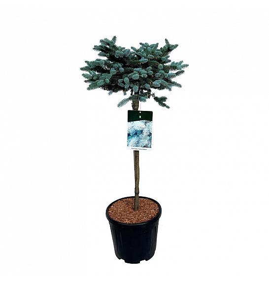 Picea pungens Glauca Globosa C15 Lit. Na steblu 60 cm; Krošnja 50/60 cm