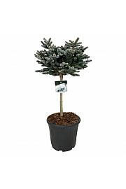 Picea pungens Glauca Globosa C30 Lit. Na steblu 60 cm; Krošnja 50/60 cm