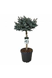 Picea pungens Glauca Globosa C30 Lit. Na steblu 60 cm; Krošnja 60/70 cm