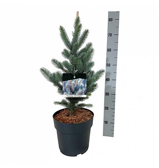 Picea pungens Iseli Fastigiate C7,5 Lit. 40-50 cm